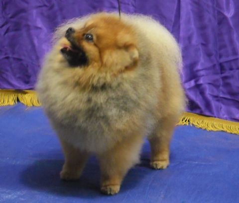 dogzonline pomeranian